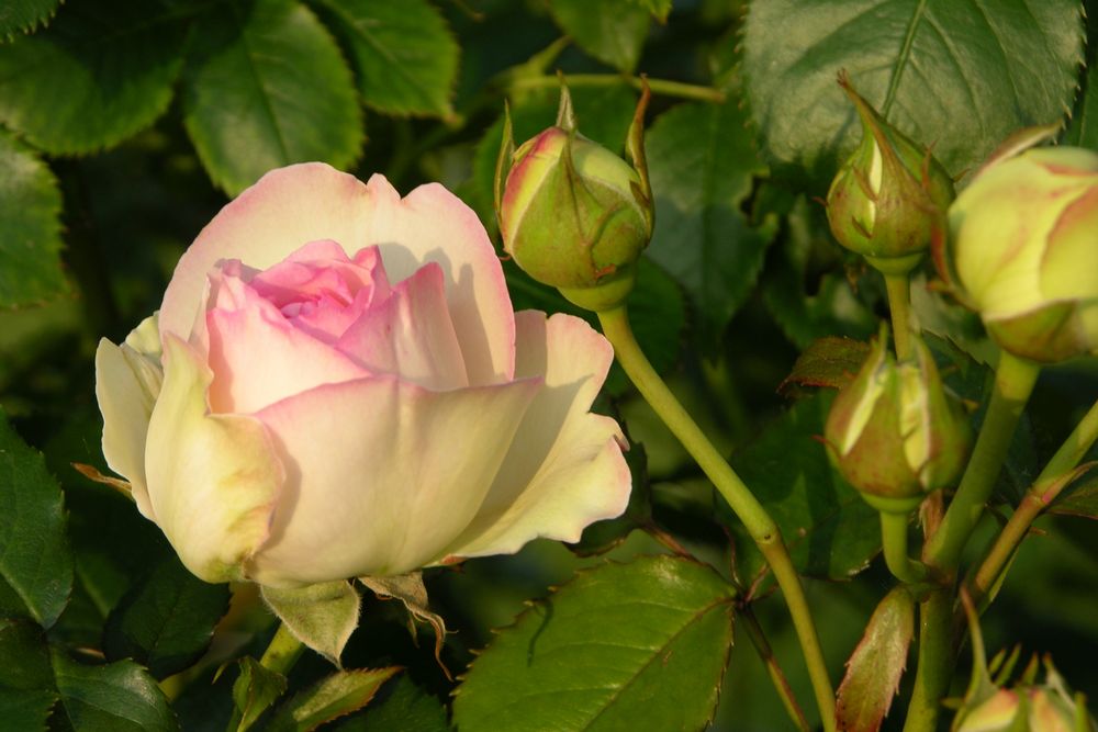 Rose aus dem Rosarium Bad Rothenfelde