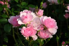 Rose aus dem Rosarium Bad Rothenfelde - LK Osnabrück