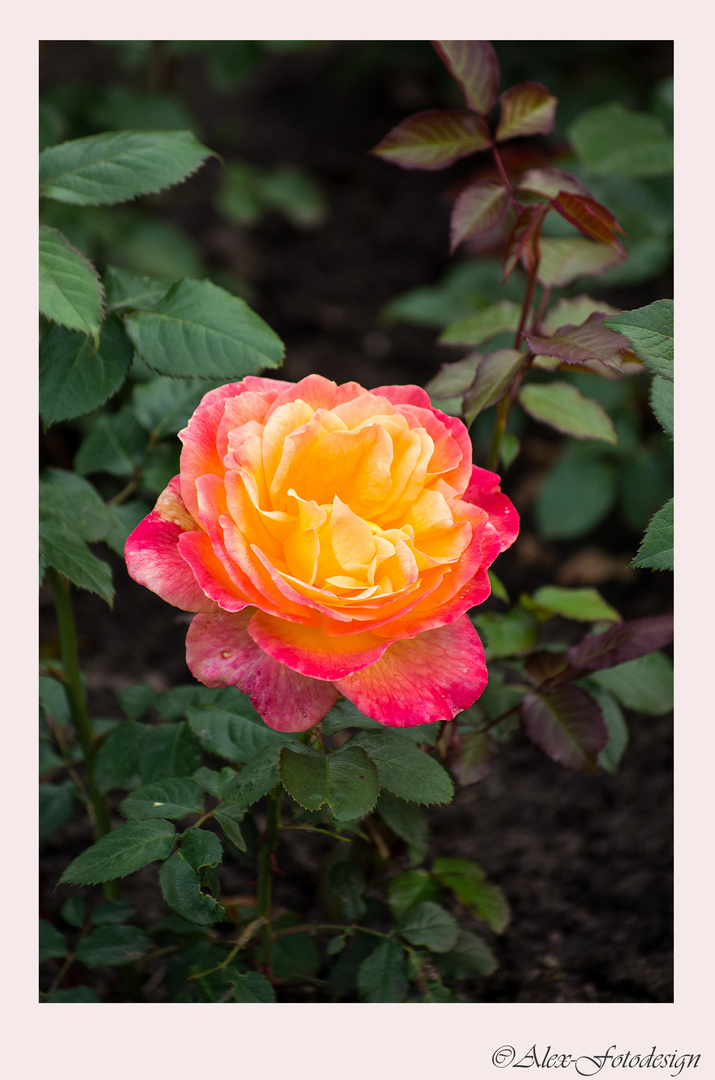 Rose aus dem Rosengarten Bad Rothenfelde