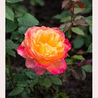 Rose aus dem Rosengarten Bad Rothenfelde