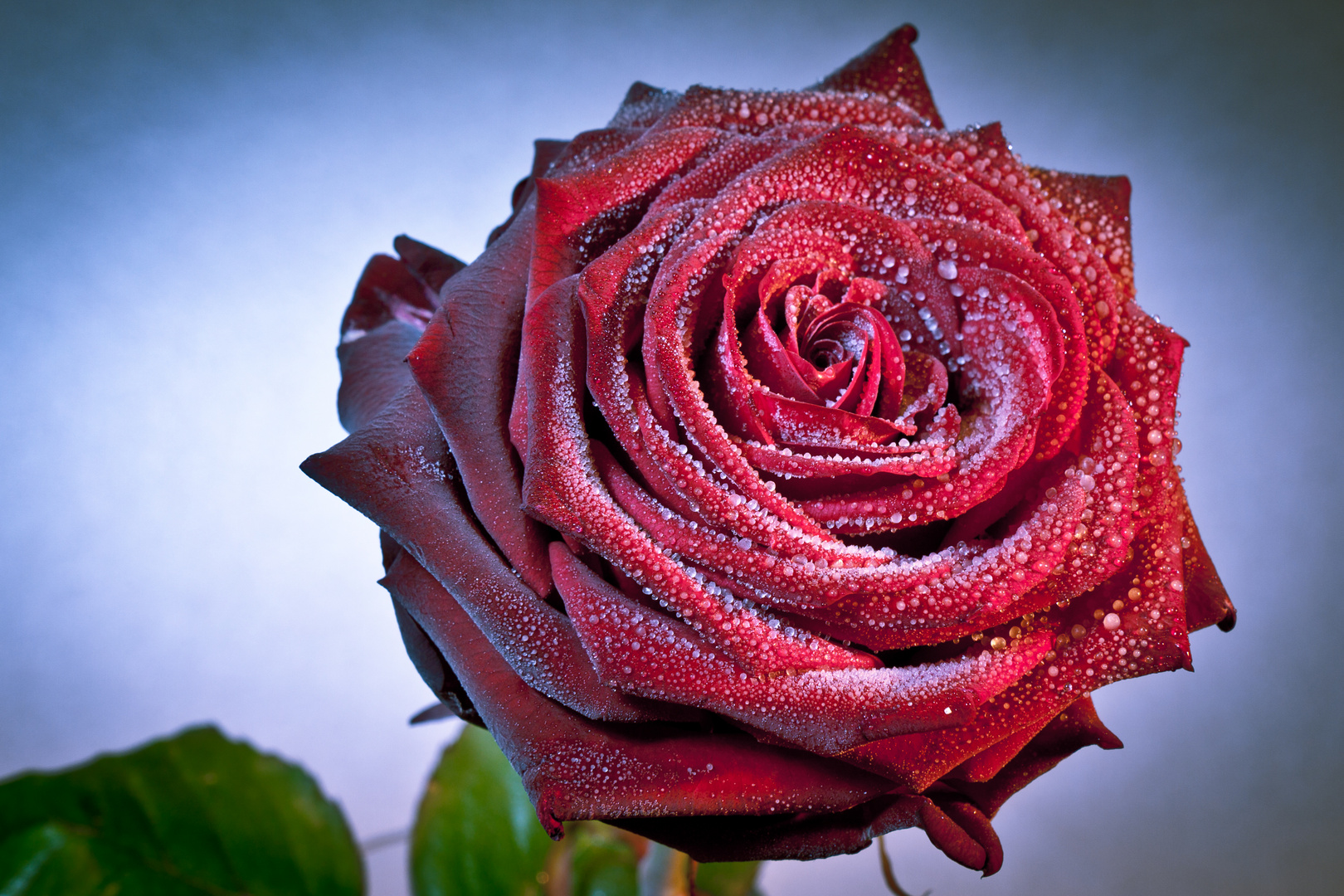 Rose aus der Kälte