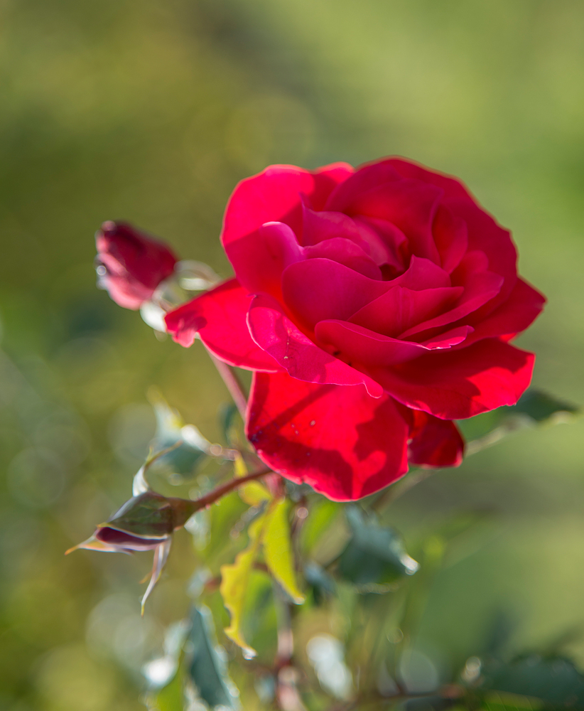 Rose aus der Wachau...