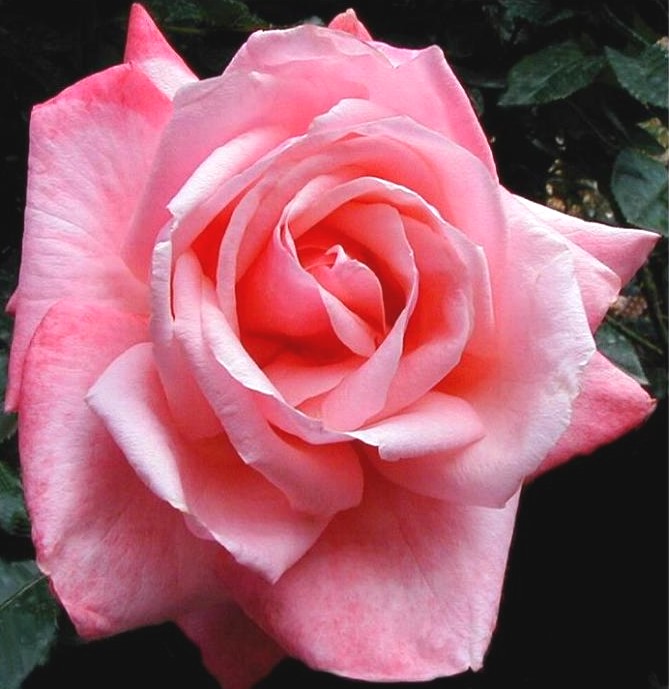 Rose aus England (2)