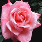 Rose aus England (2)