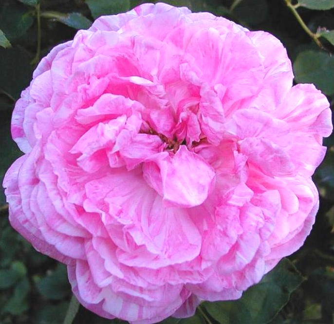 Rose aus Frankreich (2)
