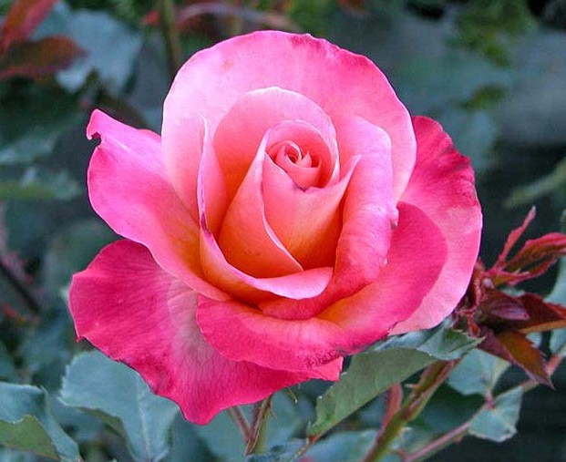 Rose aus Frankreich