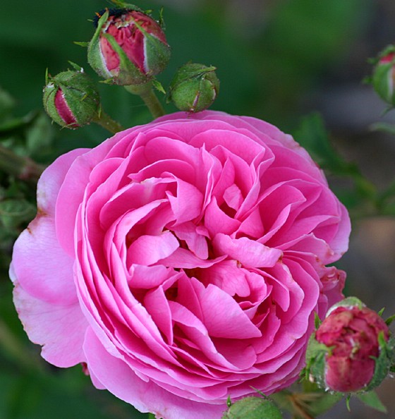 Rose aus Heidelberg