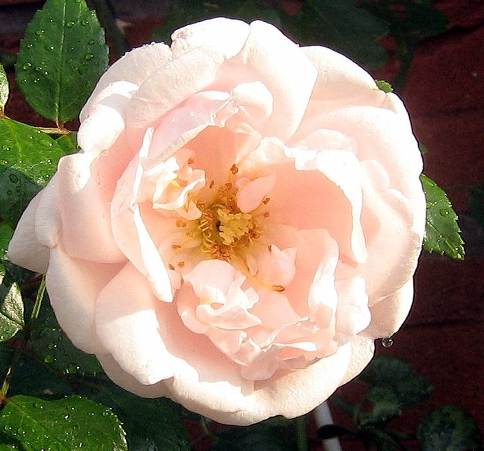 Rose aus meinem Garten