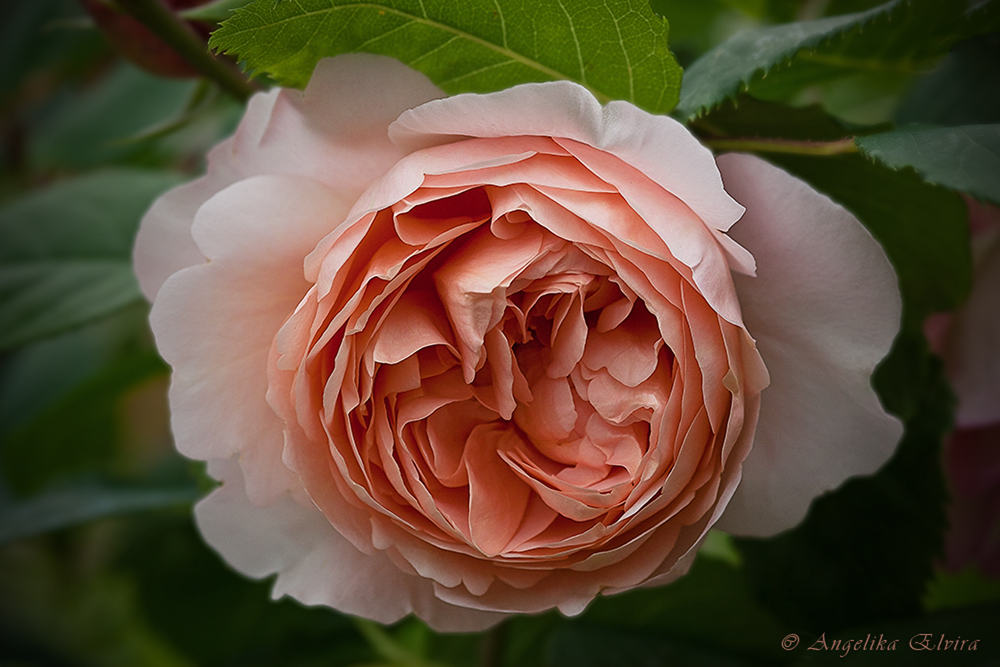 Rose aus meinem Garten....