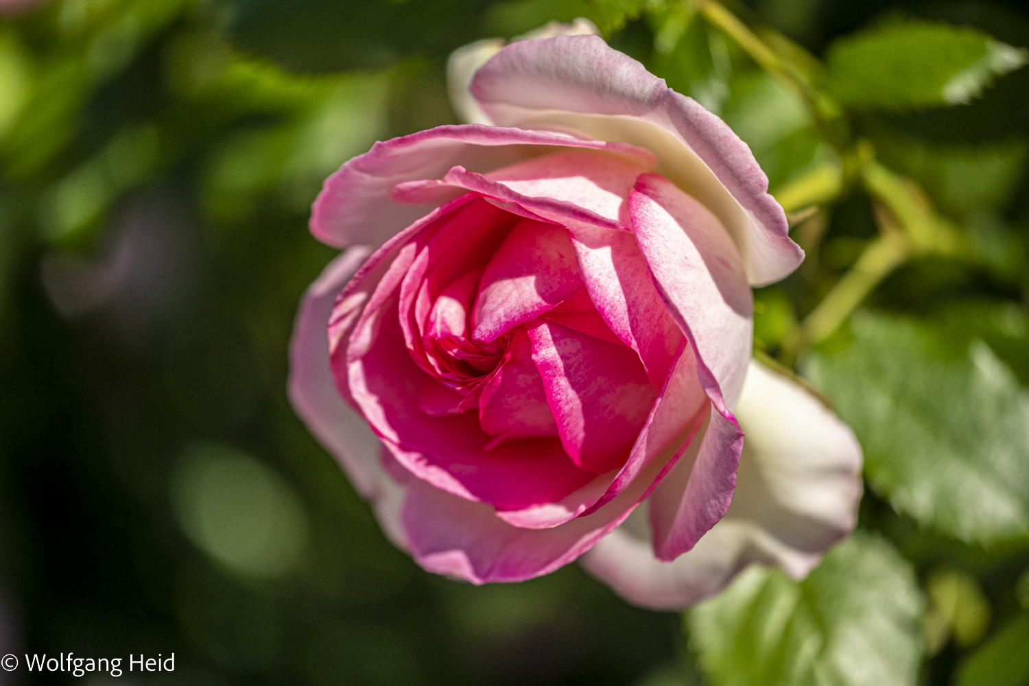 Rose aus meinem Garten 2.