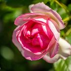 Rose aus meinem Garten 2.