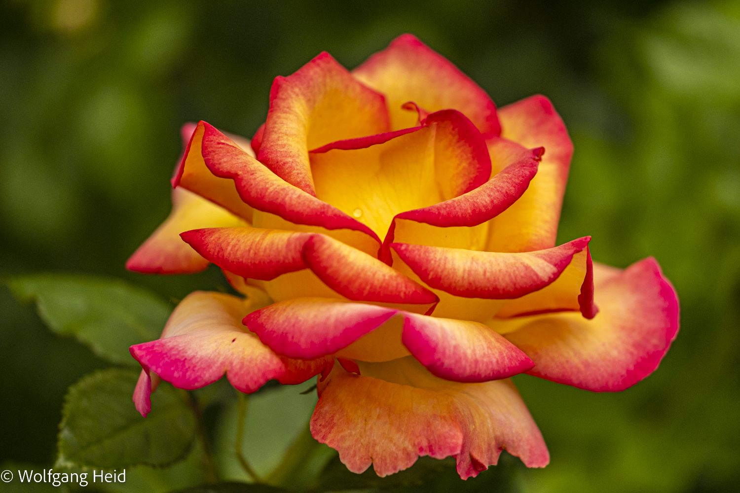 Rose aus meinem Garten 3.