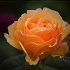 Rose aus meinem Garten.....
