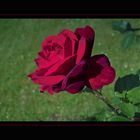 Rose aus meinem Garten