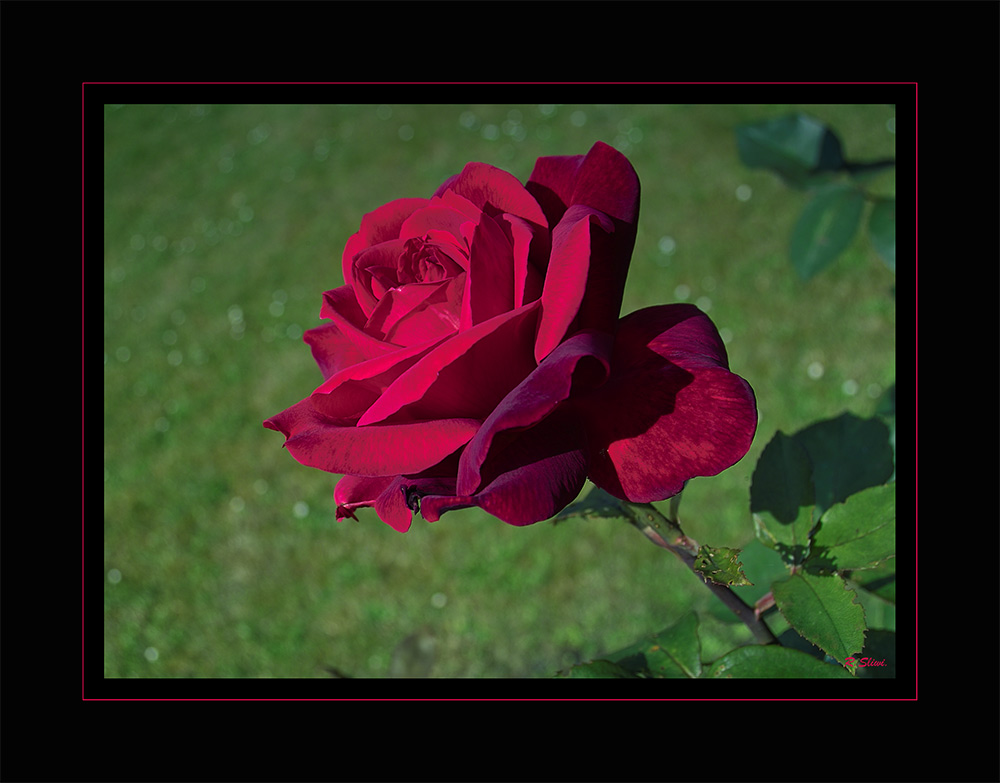 Rose aus meinem Garten