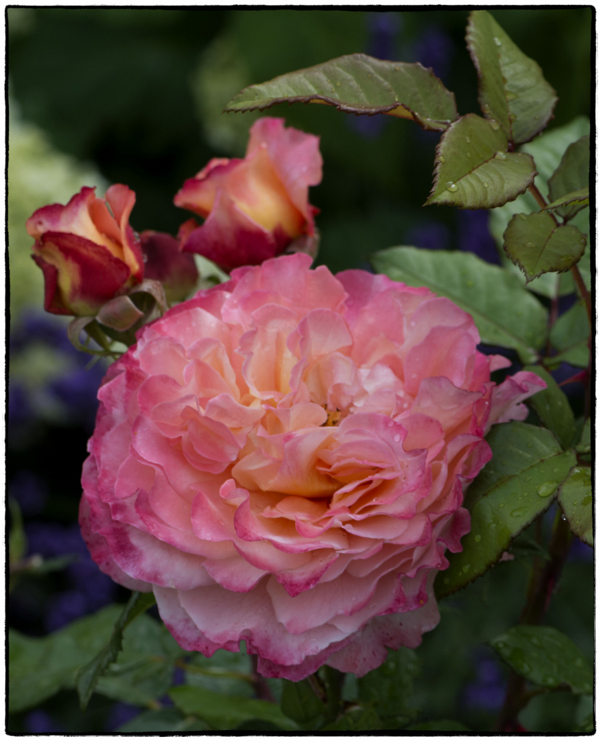 Rose aus meinem Garten