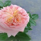 Rose aus meinem Garten VIII