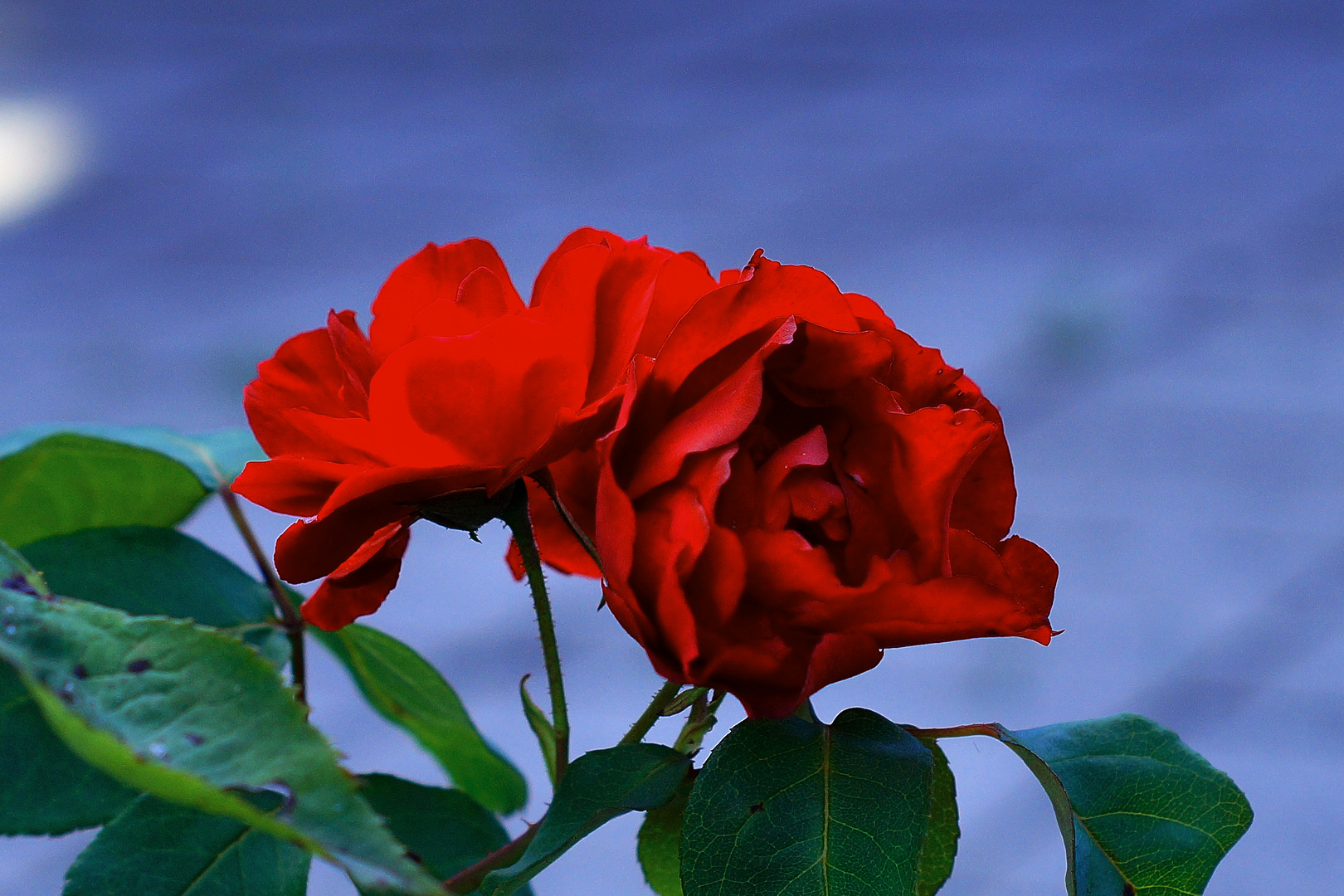 Rose aus meinen Garten
