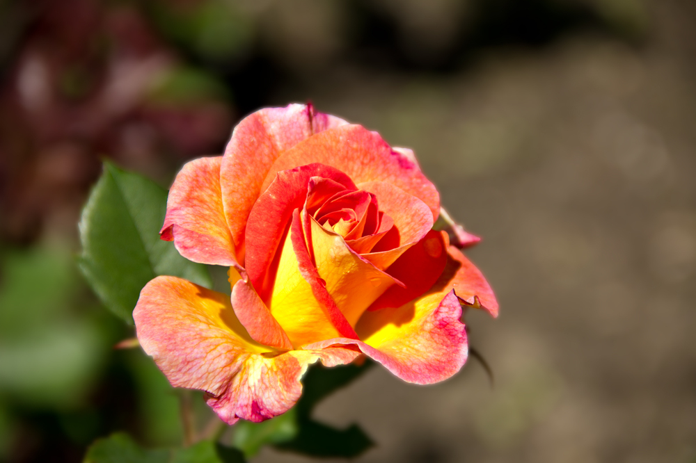 Rose aus Montreux