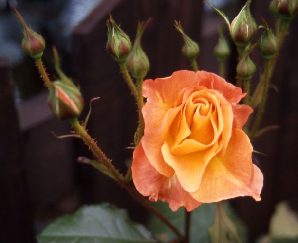Rose aus Nachbars Garten