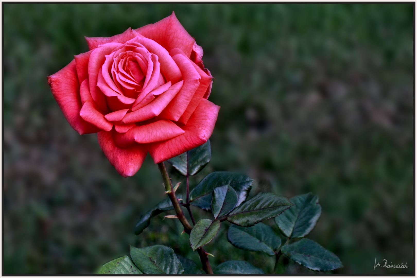 Rose aus Nachbar's Garten