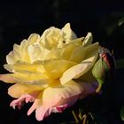 Rose aus Nachbars Garten, aber nicht geklaut :o)