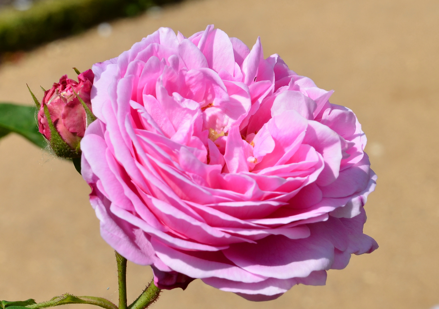 Rose aus Nachbars Garten