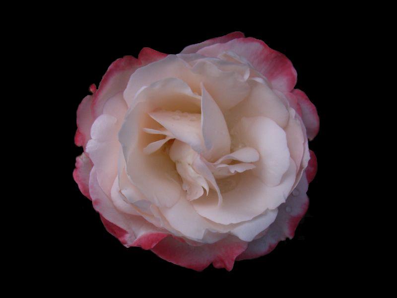 Rose aus Opas Garten