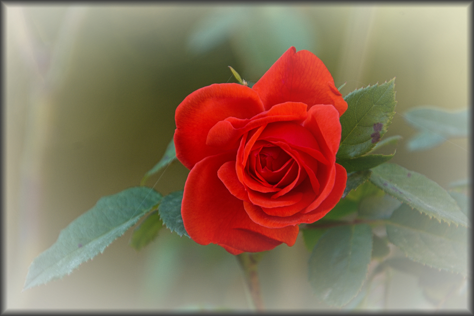 Rose aus Schönbrunn Garten