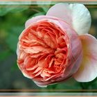 Rose aus Schwester´s Garten