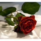 Rose aus Seidentuch