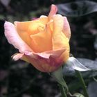 Rose aus unserem Garten