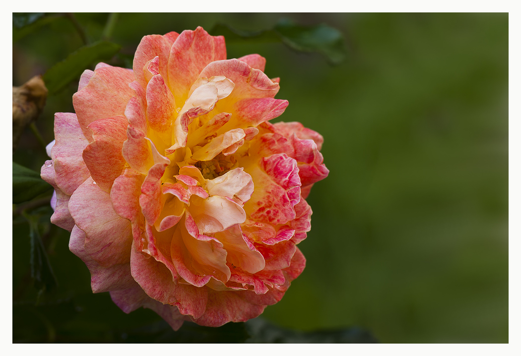 Rose aus unserem Garten