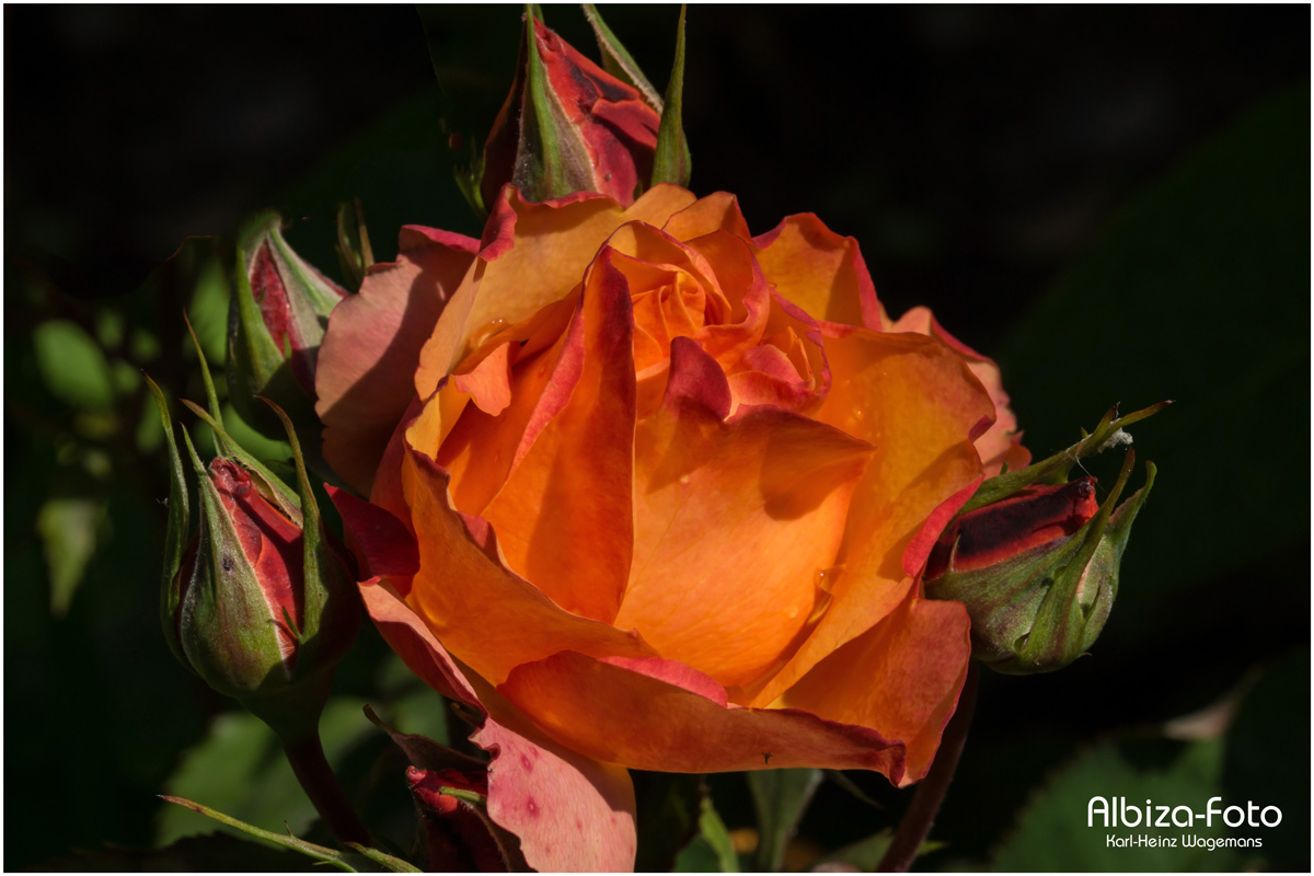 Rose aus unserem Garten