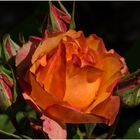 Rose aus unserem Garten