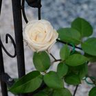 Rose aus unseren Garten 2