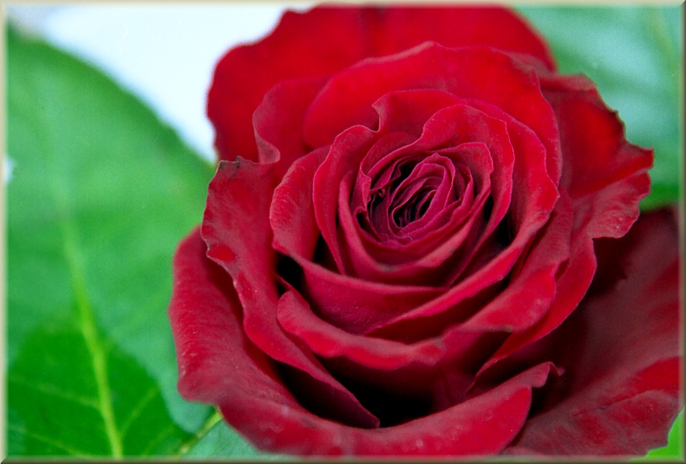 Rose, ausnahmsweise ohne Regen ;-)