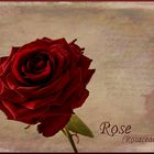 Rose