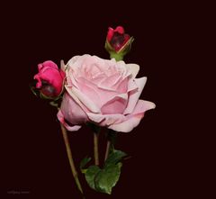  Rose