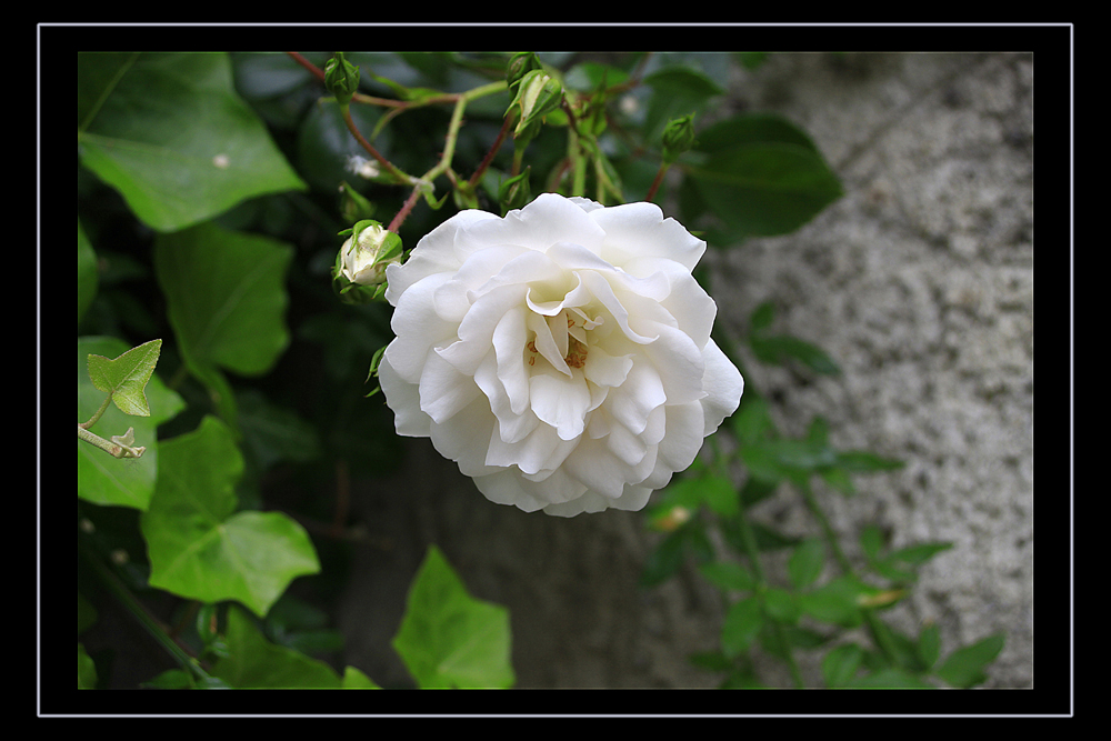 Rose von Anette Löhle