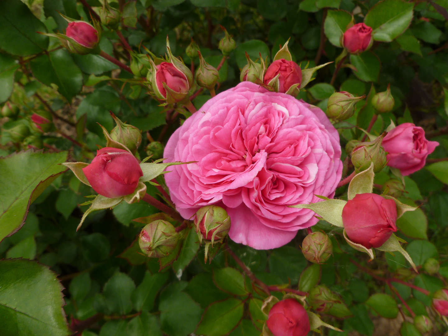 Rose "Baronesse"