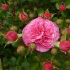Rose "Baronesse"