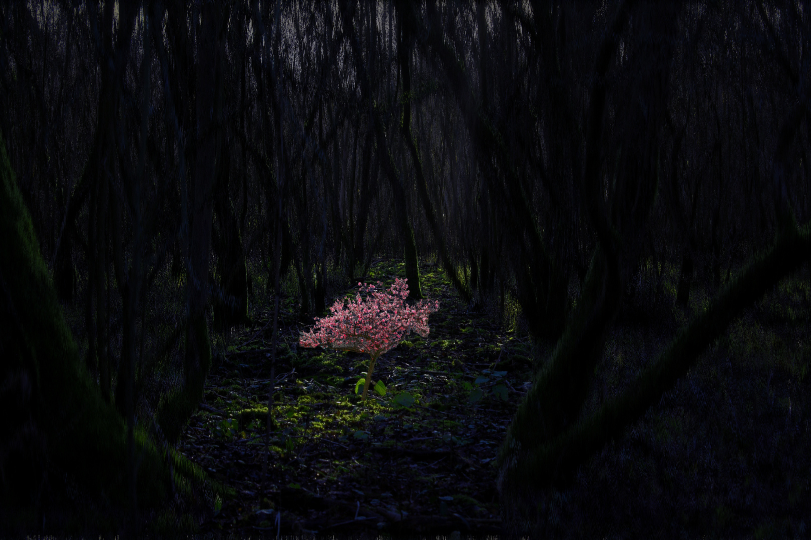 Rose Baum in Wald