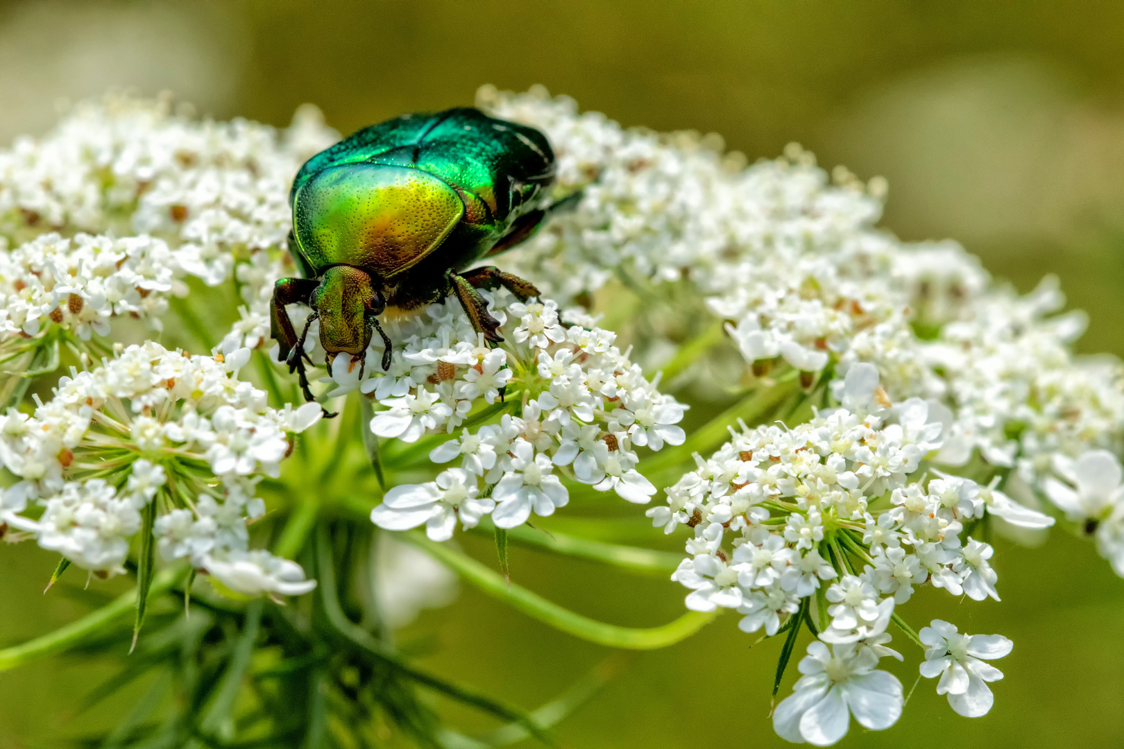 "rose beetle"