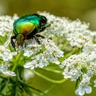 "rose beetle"