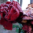 rose before winter comes