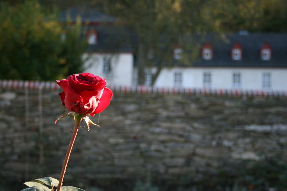 Rose bei Abtei Marienstatt