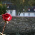 Rose bei Abtei Marienstatt