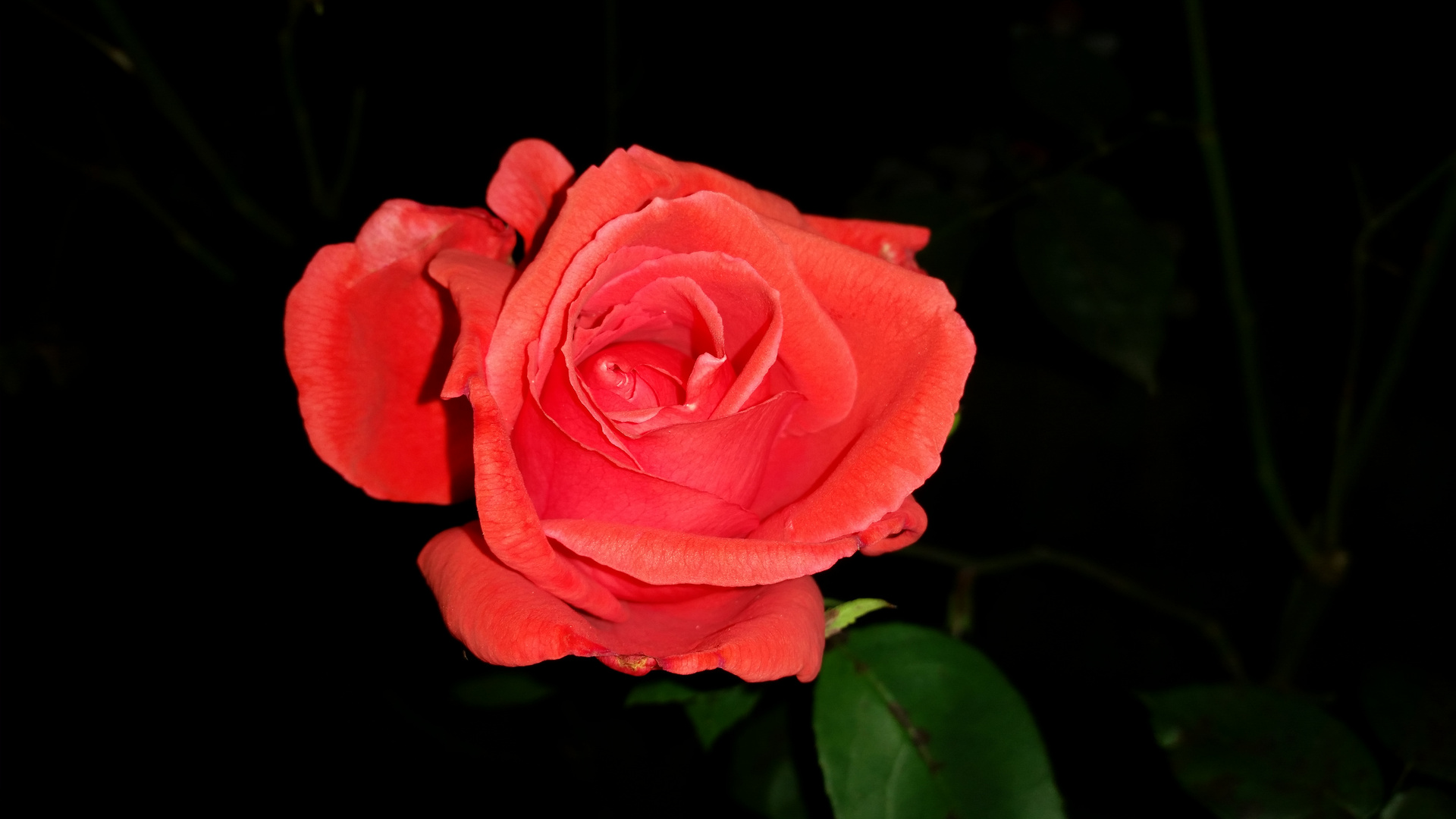 Rose bei Nacht