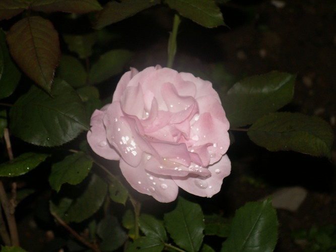 "ROSE BEI NACHT"